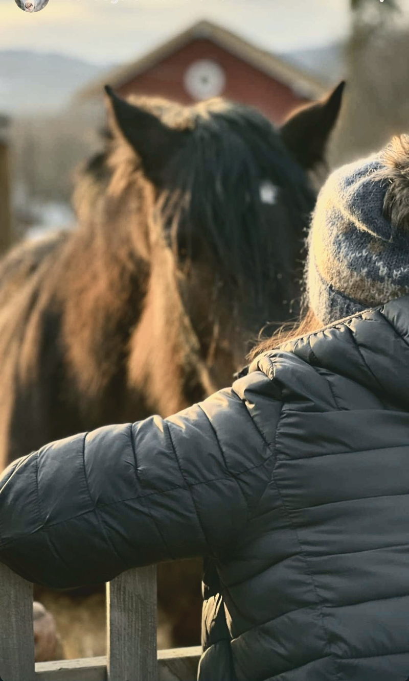 Hest og person ved gjerdet i kveldslys